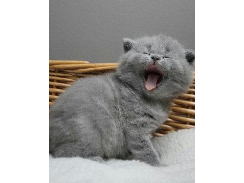 Scottish fold british siyam yavru çeşitler mevcuttur