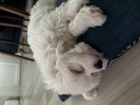 Akıllı kızımızdan ayrılmak zorundayız maltese terrier