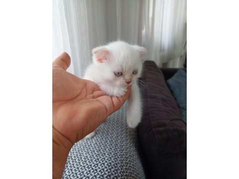 Blue point scottish fold bebişler