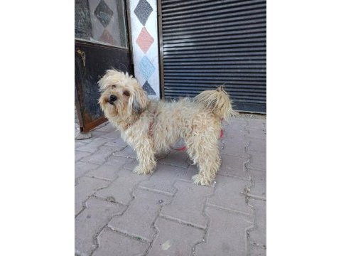 Dişi kizanı yakın terrier