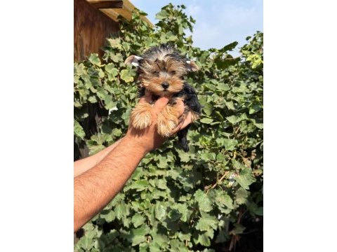 Morkie yorkshire