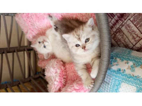 British shorthair oğlumuza ve kızımıza yuva arıyoruz