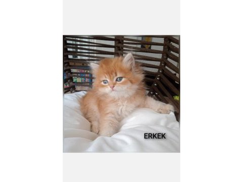 British golden longhair zarafeti