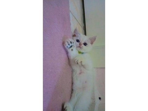 British longhair acil ilan