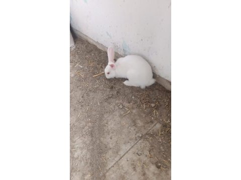 7-8 aylık bembeyaz sağlıklı tertemiz albino tavşan