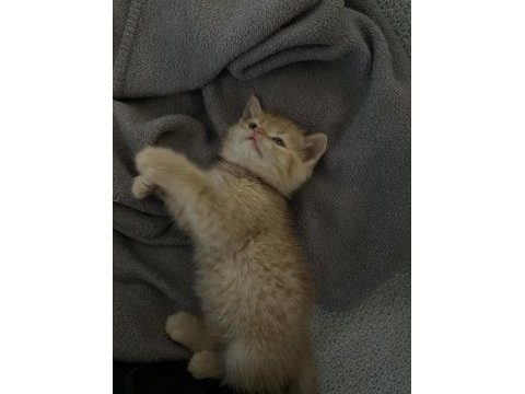 2 aylık british shorthair oyuncu
