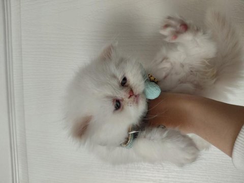 Sıfır burun exotic shorthair beyaz meleklerim