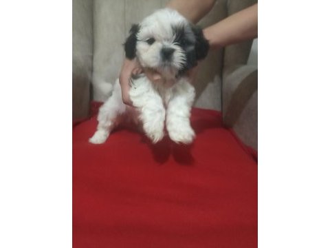 Show kalite shih tzu yavrularımız