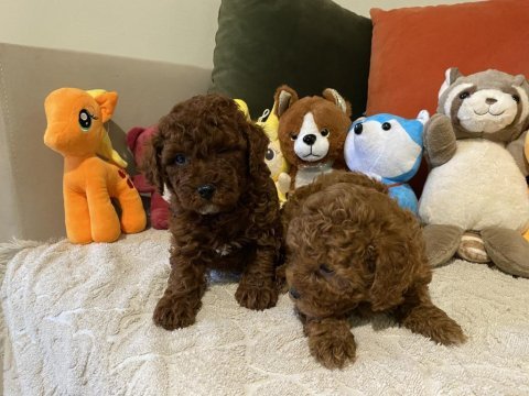 İki erkek kardeş poodle
