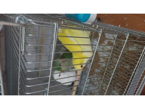 Sarı beyaz ve yeşil monklar 4 aylık full evcil