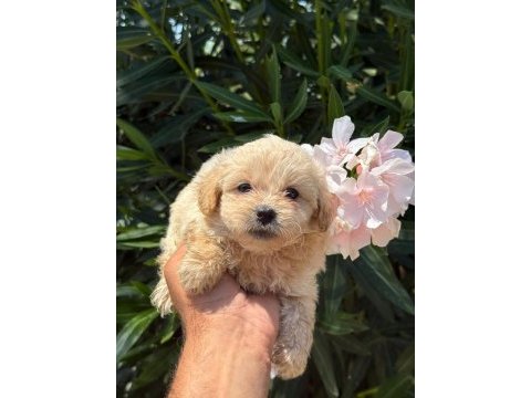 Maltipoo mınık mı mınıkler