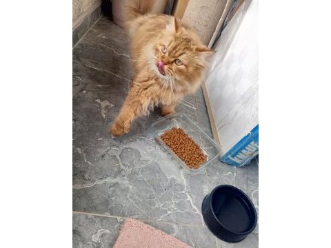 British longhair ücretsiz sahiplendirme
