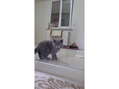 Sahiplendirme british shorthair