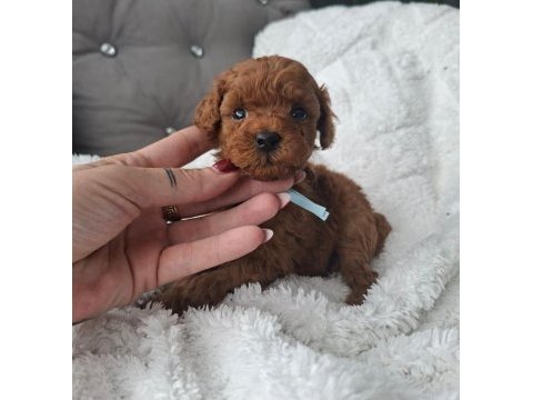 Toy poodle minik yavrularımız