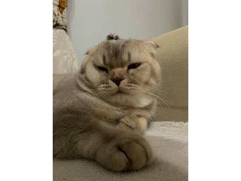 Scottish fold 10 aylık tokyoya eş ilanıdır