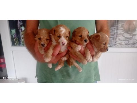 Badem şekerleri maltipoo