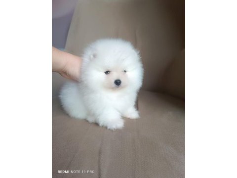Pomeranian boo iki aylık erkek köpeğimiz