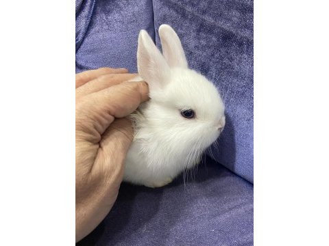Harika kalite cüce ve mini lop tavşanı bebekler