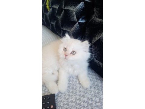 Erkek saf kanlı british longhair 62 günlük