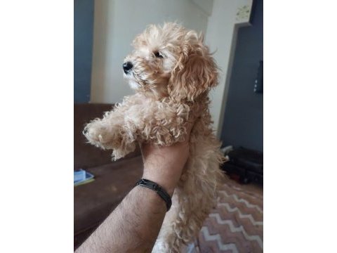 Harika toy poodle iki aylık