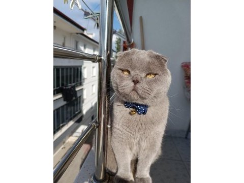 Scottish fold doby miz 3 yaşında erkek