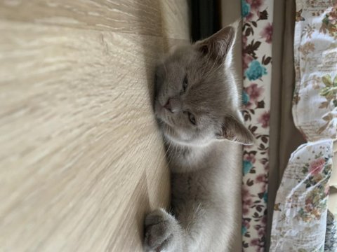 2 mayıs doğumlu british shorthair erkek