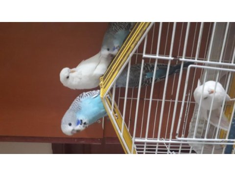 Jumbo mavi erkek beyaz dişi muhabbet kuşumuz