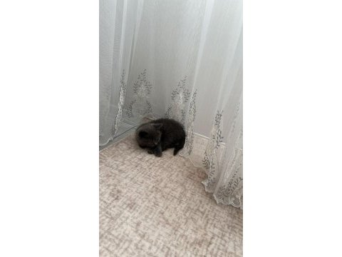 2 aylık british shorthair kedimiz