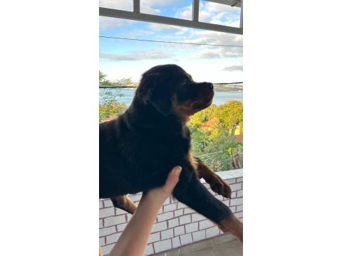 2.5 aylık safkan dişi rottweiler yavrum
