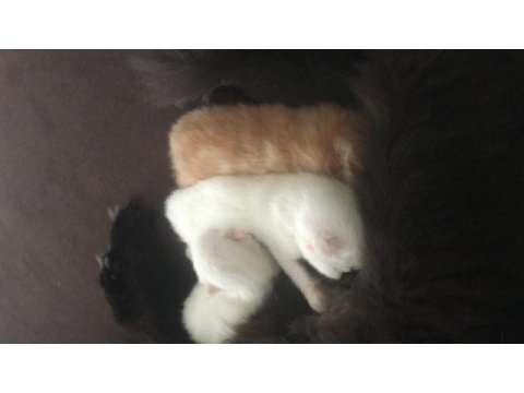 Yeni chinchilla kedisi bebişlerim
