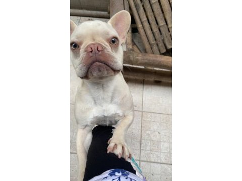 French bulldog oğlumuz lilac tan platinium