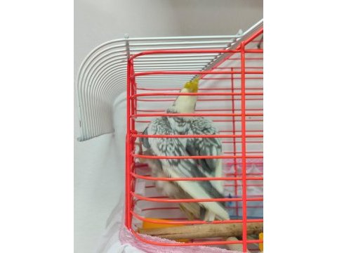 Erkek yavru sultan papağanı