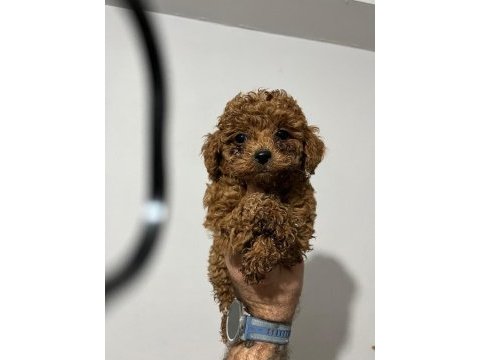 Toy poodle yavrular