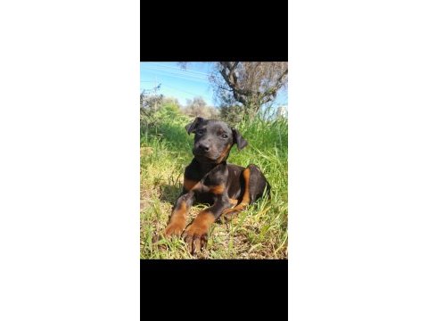 Anne baba şecereli king doberman yavrum