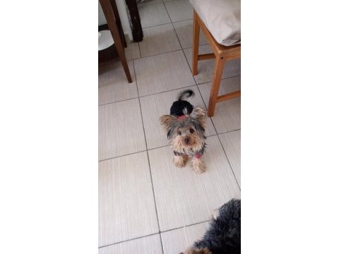 Yorkshire terrier köpeğimi sahiplendirmek istiyorum