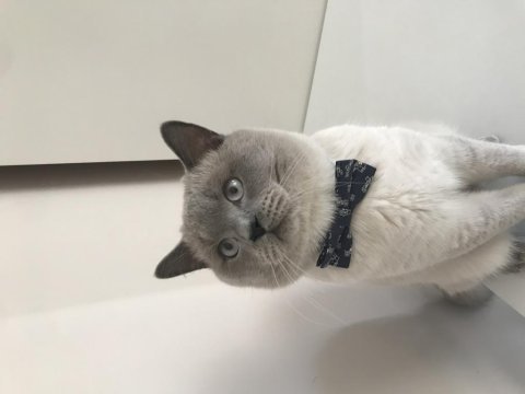 British shorthair blue point oğlumuza eş arıyoruz