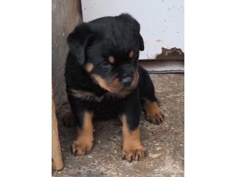 Rottweiler yavrularımız 2 aylık
