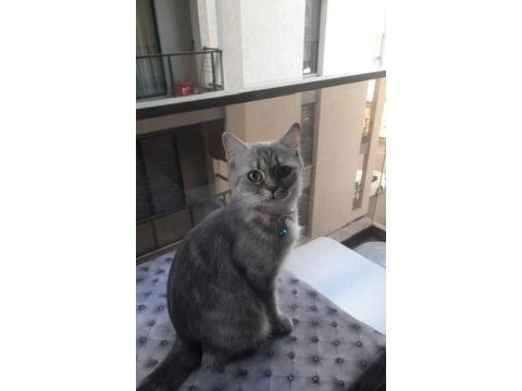 2 yaşında sevecen ücretsiz kedimiz