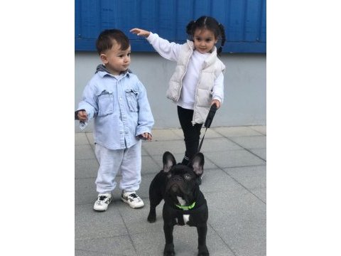 10 aylık erkek evde bakıldı harika anatomi french bulldog
