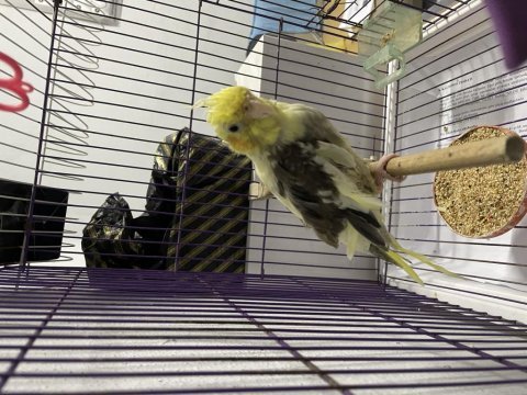 9 aylık erkek pied sultan papağanı