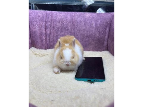 Cüce netherland dwarf tavşanlar