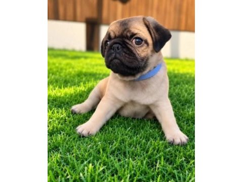Irk ve sağlık garantili pug köpeği