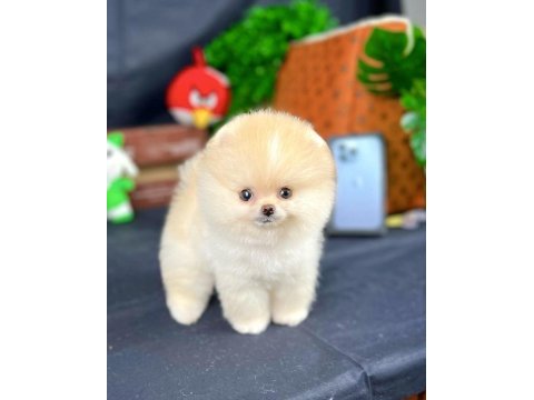 Yavru patiler farkı ile teddy bear yavrularımız
