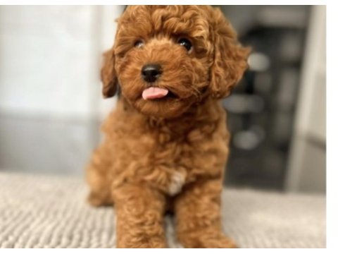 Toy poodle yavrusu