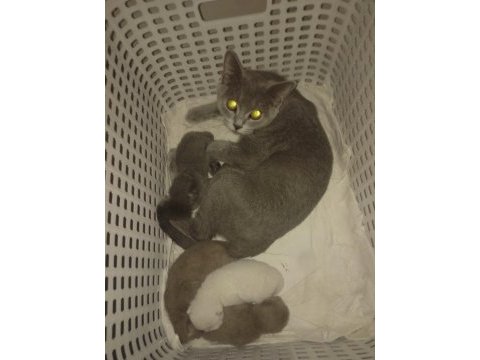 Sağlıklı british shorthair yavrular
