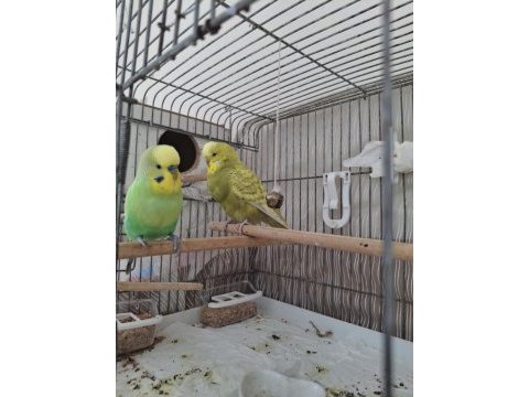 Hazır cift yumurtalı muhabbet kuşu