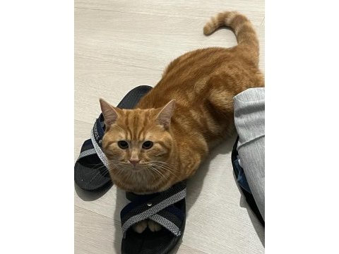 Behlül - 1 yaşında scottish shorthair