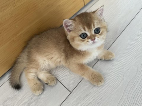 65 günlük british shorthair golden yavrusu