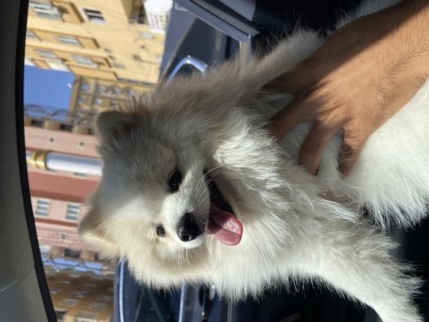 Pomeranian erkek uysal 1 yaşında