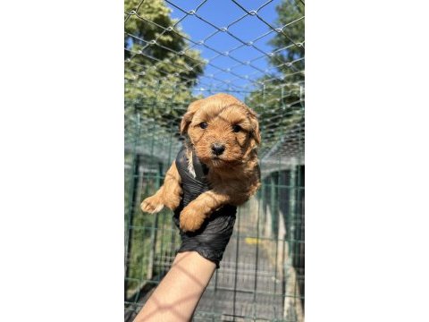 Kaliteli poodle detaylı bilgi için arayın